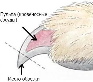 Стрижка когтей у собак и кошек